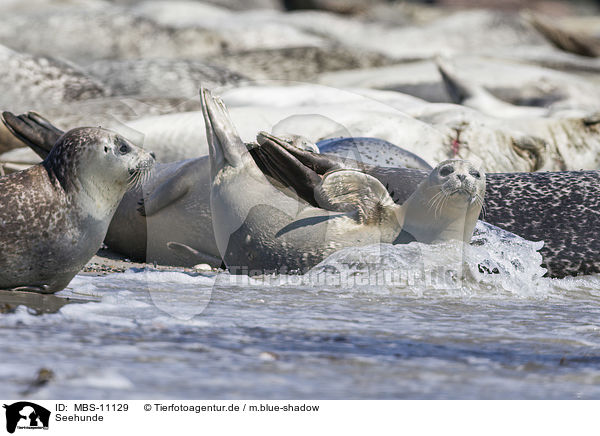 Seehunde / Common Seals / MBS-11129