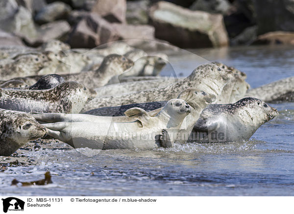 Seehunde / Common Seals / MBS-11131