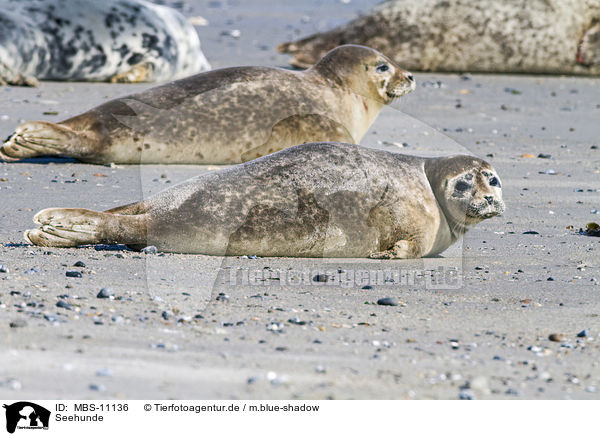 Seehunde / Common Seals / MBS-11136