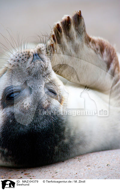 Seehund / common seal / MAZ-04379