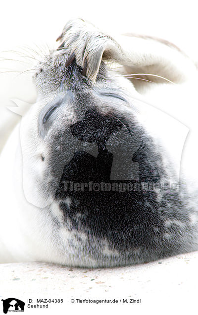 Seehund / common seal / MAZ-04385