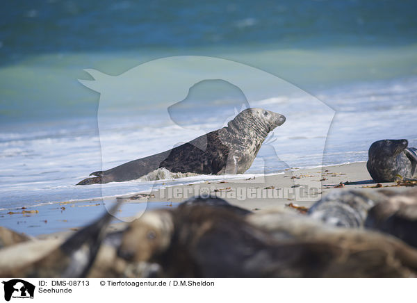 Seehunde / harbor seals / DMS-08713