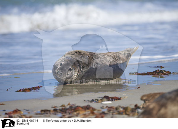 Seehund / harbor seal / DMS-08714