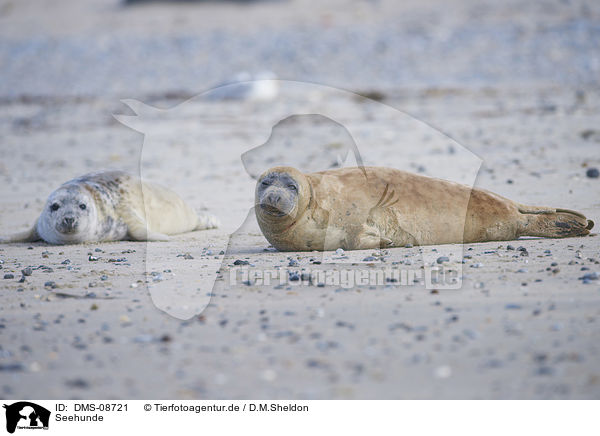 Seehunde / harbor seals / DMS-08721