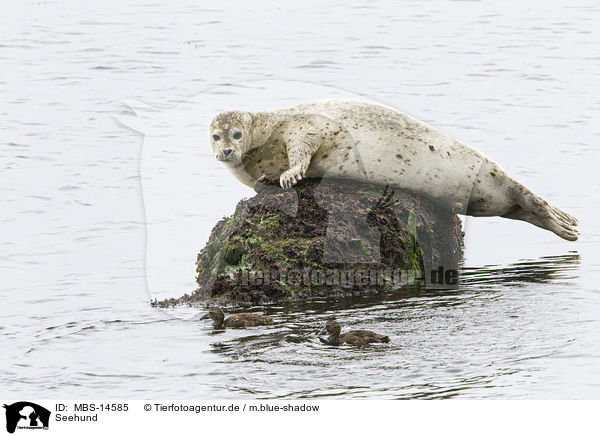 Seehund / MBS-14585