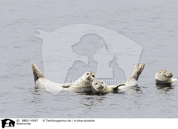 Seehunde / MBS-14587