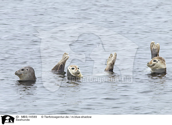 Seehunde / MBS-14589