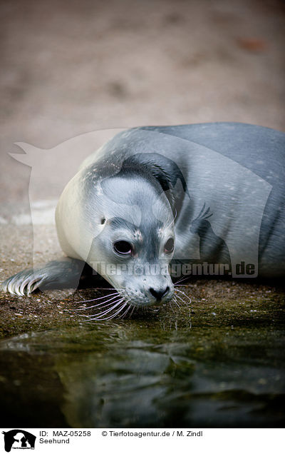Seehund / common seal / MAZ-05258