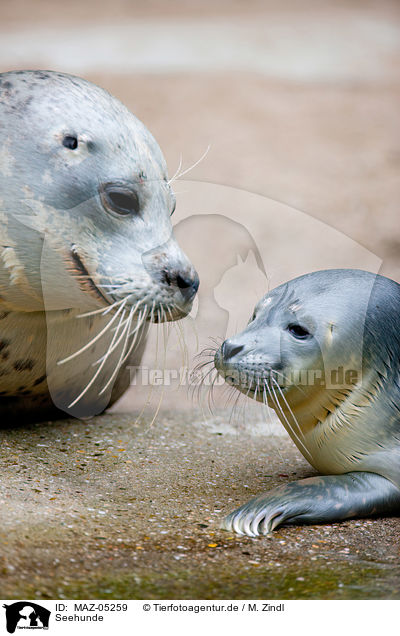 Seehunde / MAZ-05259