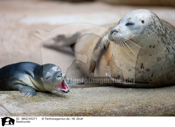 Seehunde / common seals / MAZ-05271