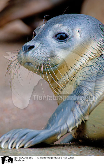 Seehund / common seal / MAZ-05289