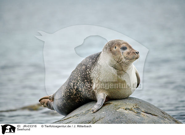 Seehund / JR-03316