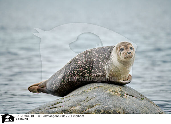 Seehund / harbor seal / JR-03318