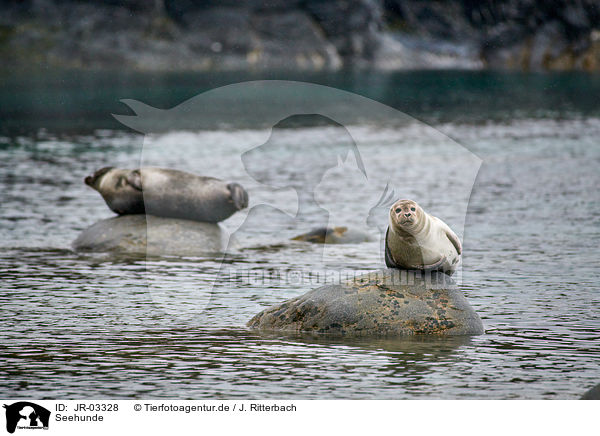 Seehunde / harbor seals / JR-03328
