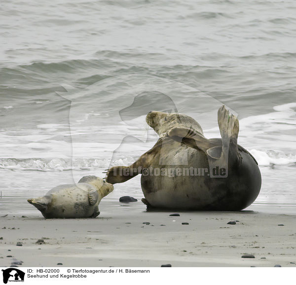 Seehund und Kegelrobbe / HB-02000