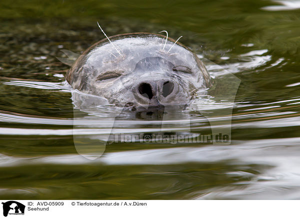 Seehund / AVD-05909