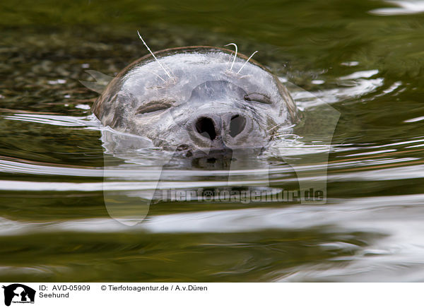 Seehund / AVD-05909