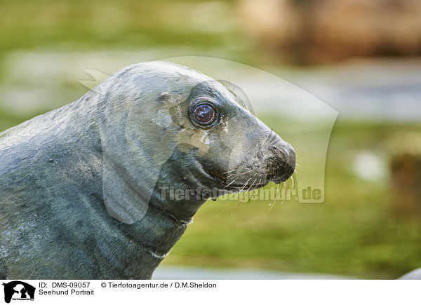 Seehund Portrait / DMS-09057