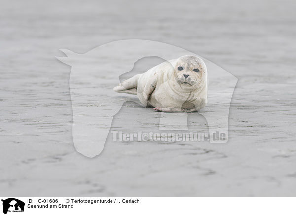 Seehund am Strand / IG-01686