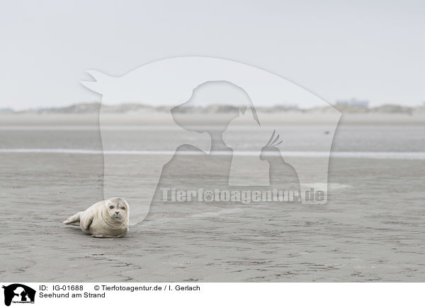 Seehund am Strand / IG-01688