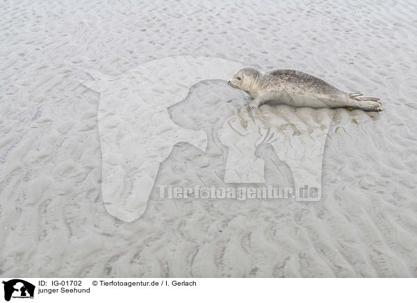 junger Seehund / young seal / IG-01702
