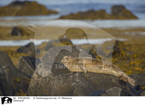Seehund / Common Seal / PW-08449