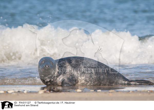 Seehund am Strand / FH-01127