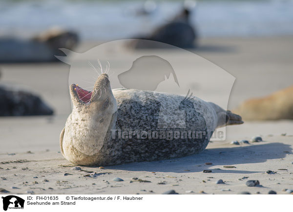 Seehunde am Strand / FH-01635