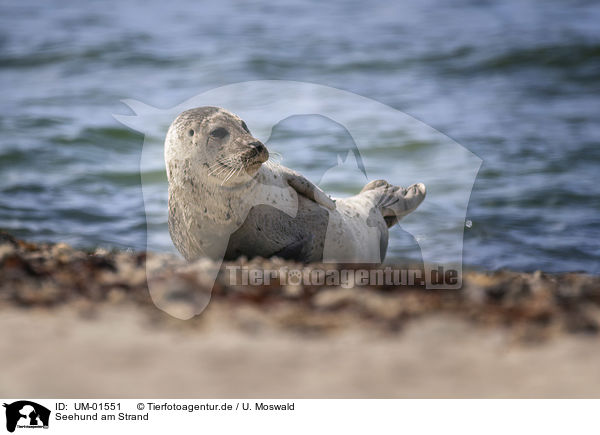Seehund am Strand / Common Seal at the beach / UM-01551