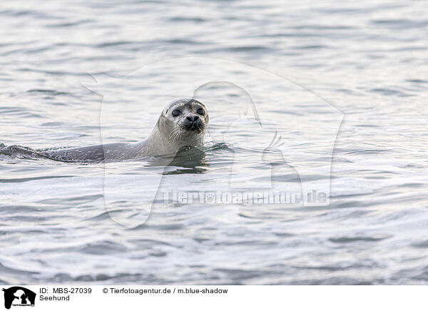 Seehund / harbor seal / MBS-27039
