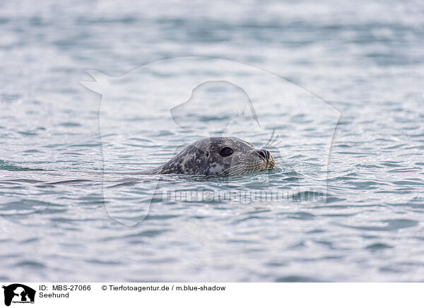Seehund / harbor seal / MBS-27066