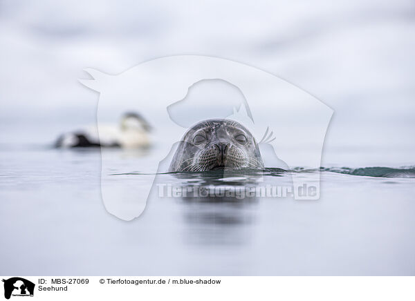 Seehund / harbor seal / MBS-27069