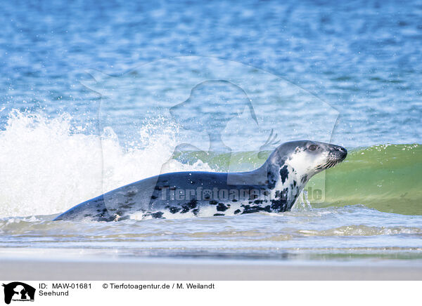 Seehund / common seal / MAW-01681