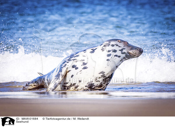 Seehund / common seal / MAW-01684