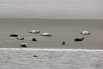 Seehunde auf sandbank