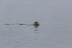schwimmender Seehund