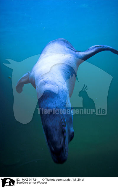 Seelwe unter Wasser / sea lion underwater / MAZ-01721