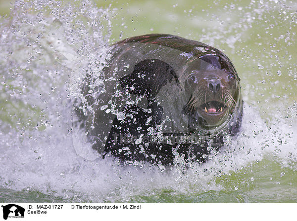 Seelwe / sea lion / MAZ-01727