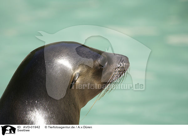 Seelwe / sea lion / AVD-01942