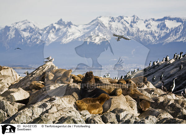 Seelwen / sea lions / HJ-02135
