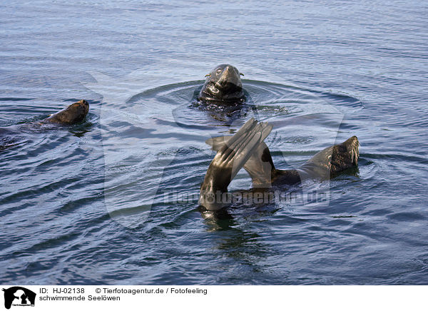 schwimmende Seelwen / swimming sea lions / HJ-02138