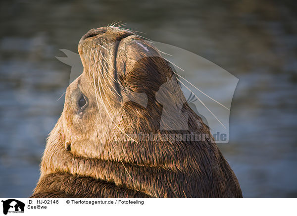 Seelwe / sea lion / HJ-02146