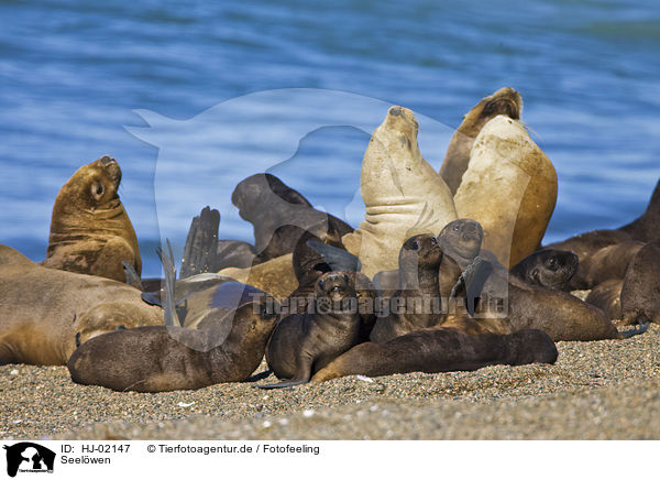 Seelwen / sea lions / HJ-02147