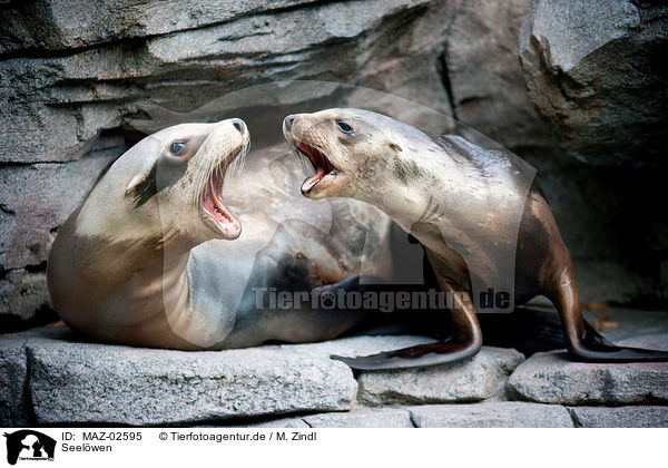 Seelwen / sea lions / MAZ-02595