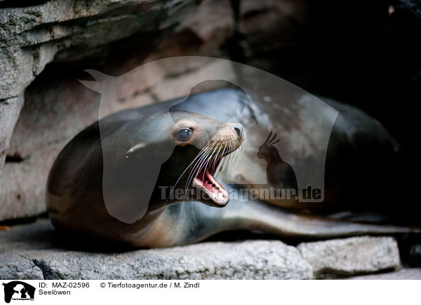 Seelwen / sea lions / MAZ-02596