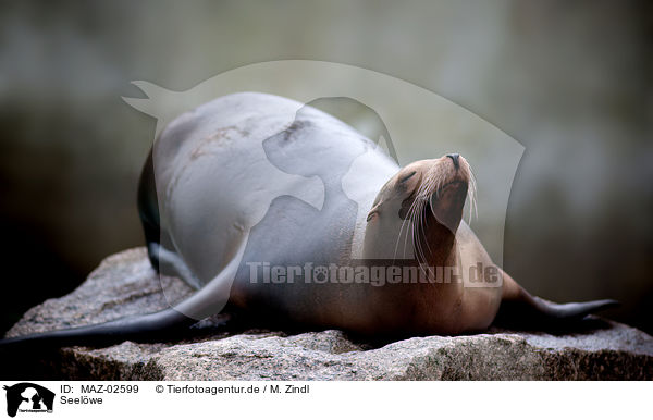 Seelwe / sea lion / MAZ-02599