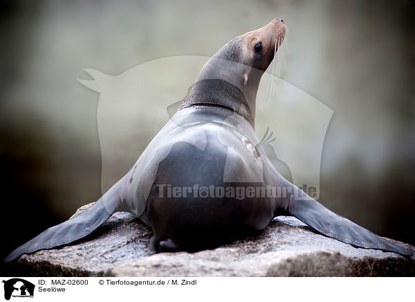 Seelwe / sea lion / MAZ-02600