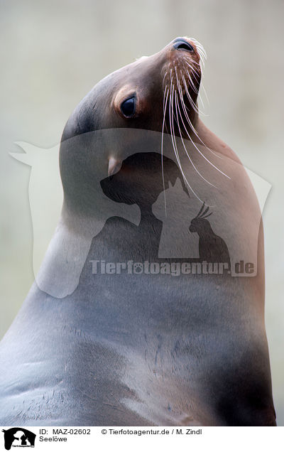 Seelwe / sea lion / MAZ-02602