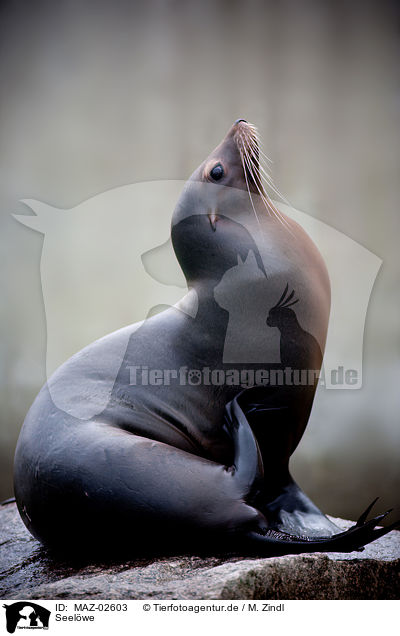 Seelwe / sea lion / MAZ-02603