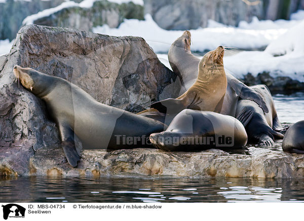 Seelwen / sea lions / MBS-04734